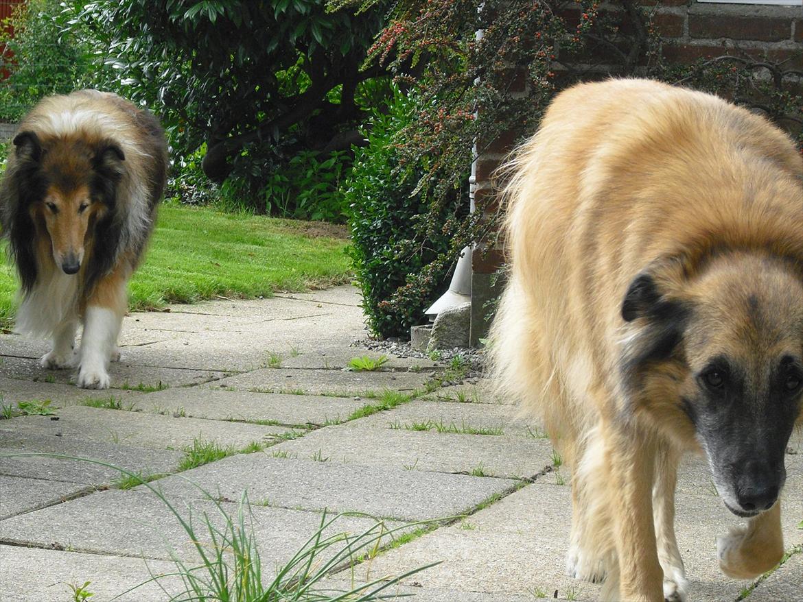 Blanding af racer Dakota billede 18