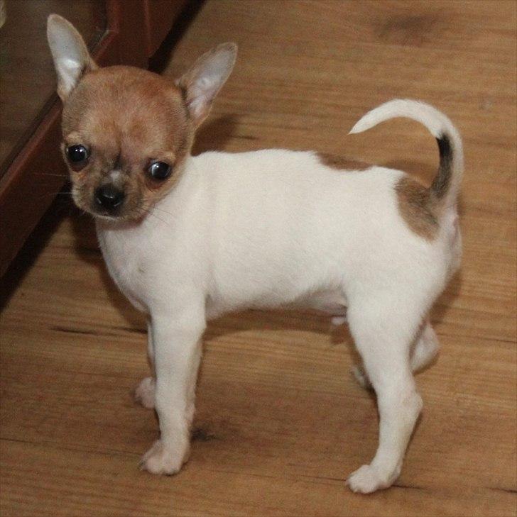 Chihuahua Solo  billede 1