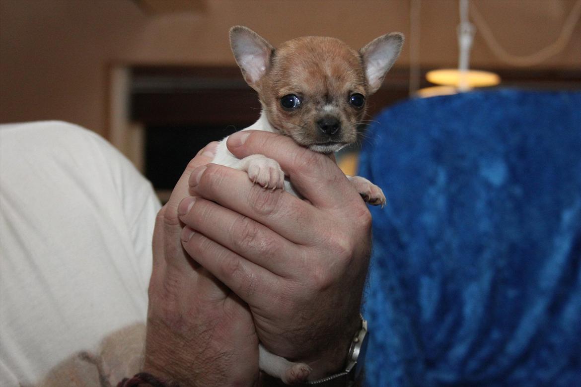 Chihuahua Solo  billede 2