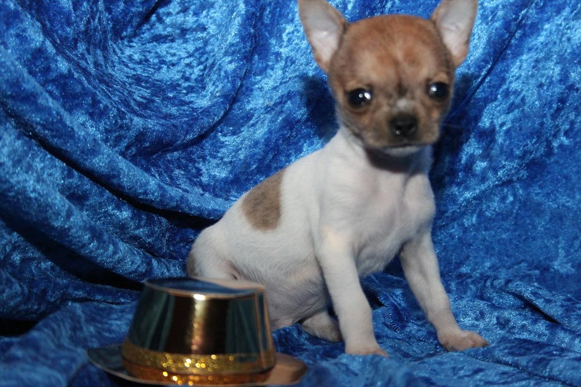 Chihuahua Solo  billede 3