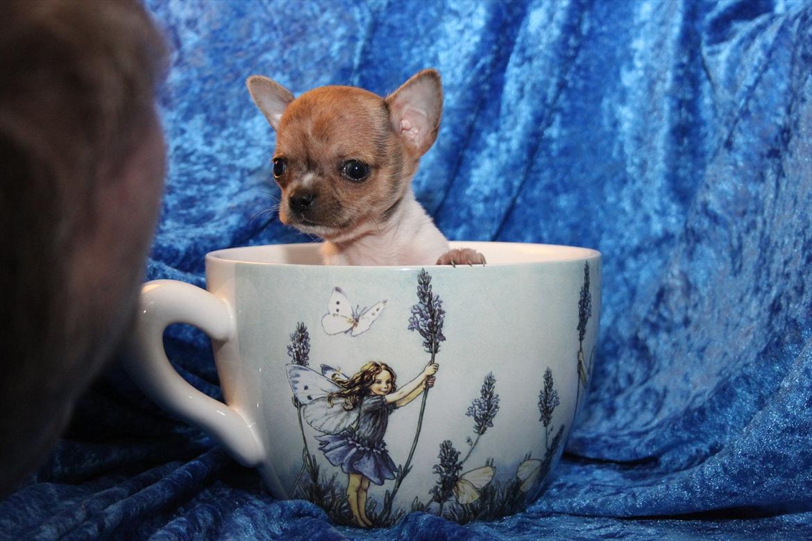 Chihuahua Solo  billede 4