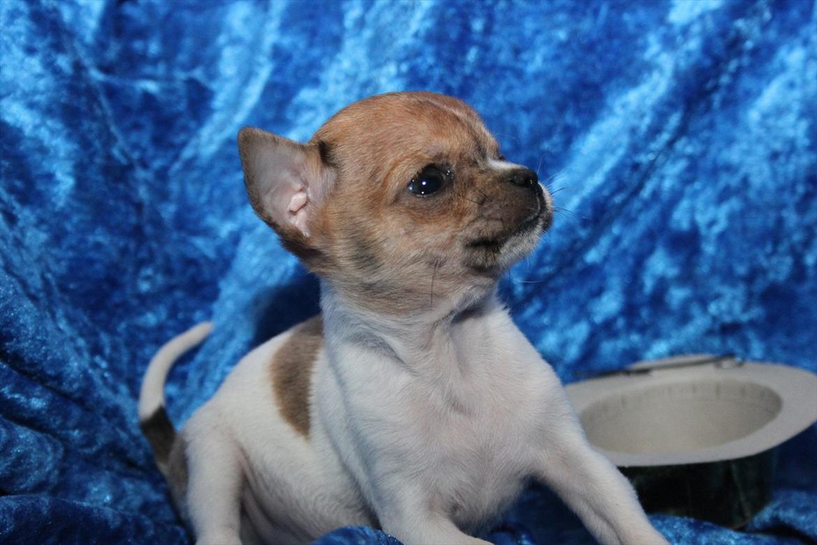 Chihuahua Solo  billede 5