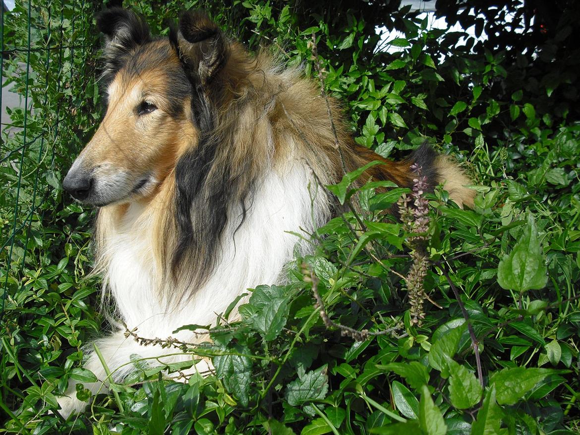 Collie langhåret Murphy billede 1