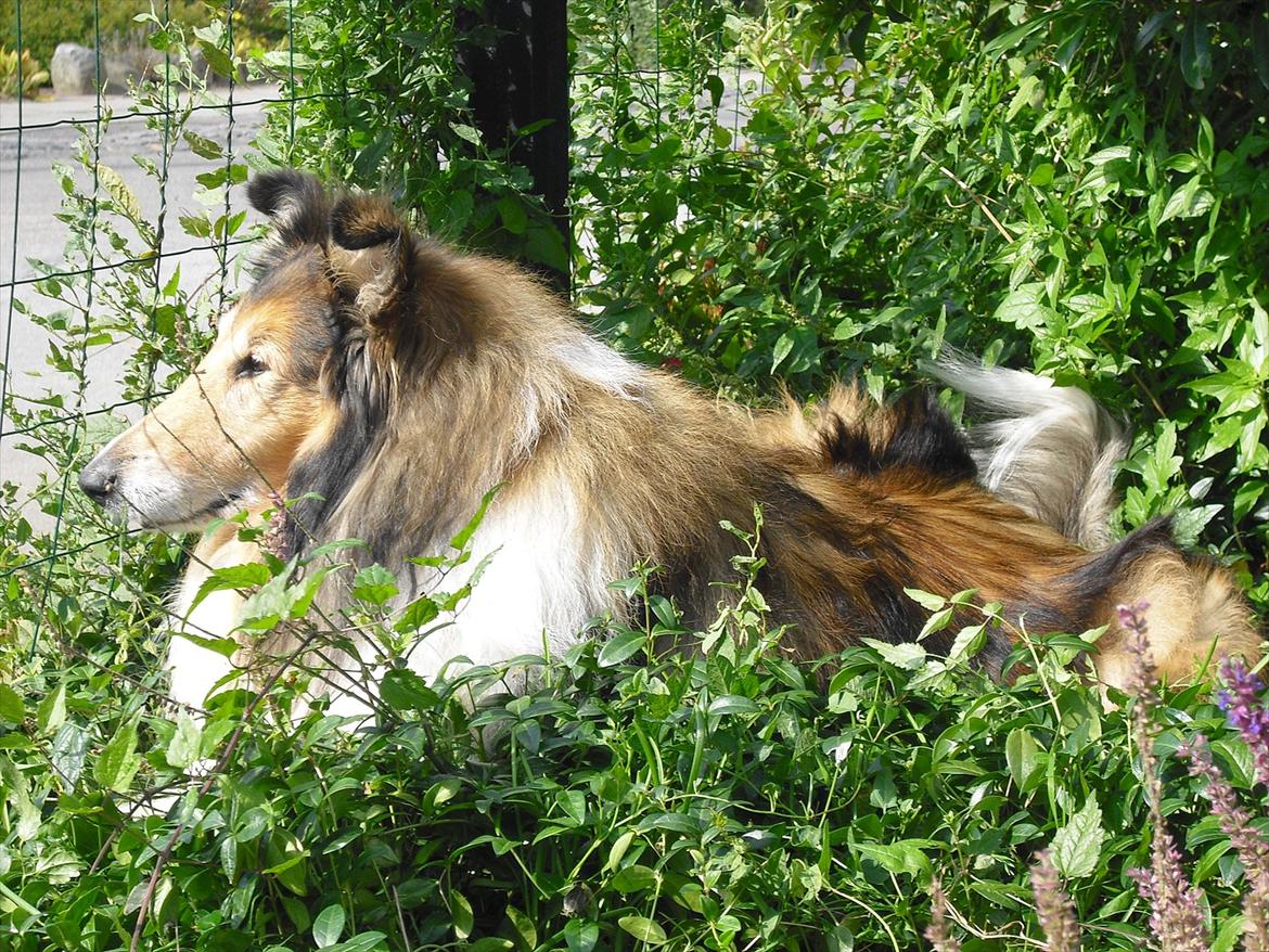 Collie langhåret Murphy billede 2