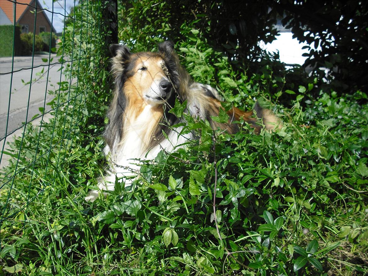 Collie langhåret Murphy billede 3