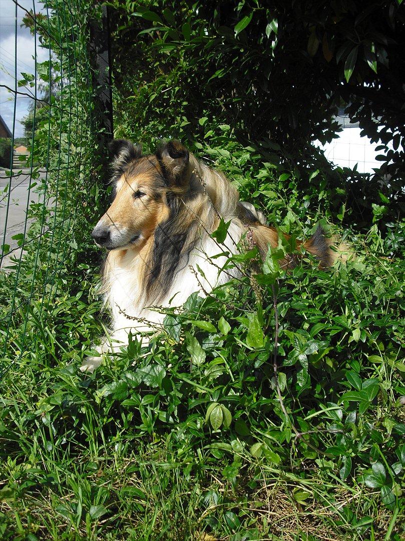 Collie langhåret Murphy billede 4