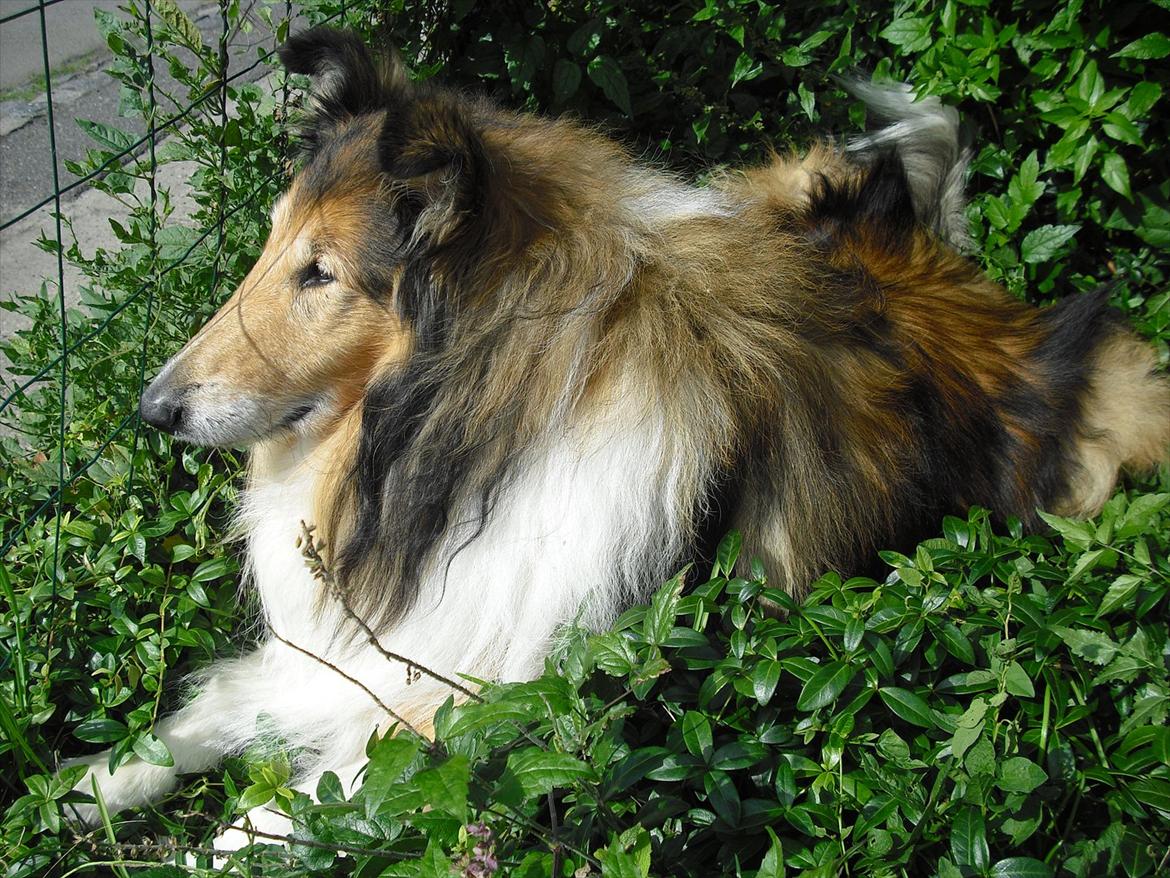Collie langhåret Murphy billede 5