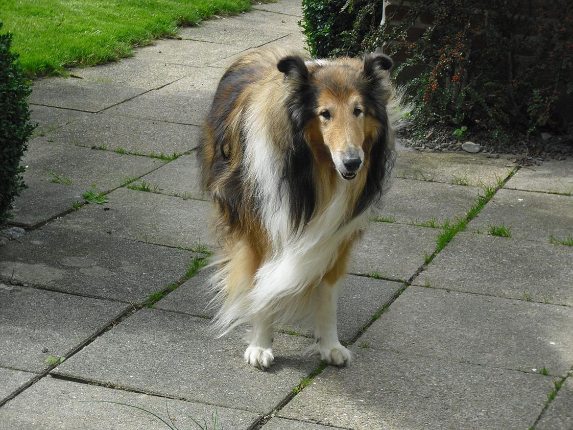 Collie langhåret Murphy billede 6