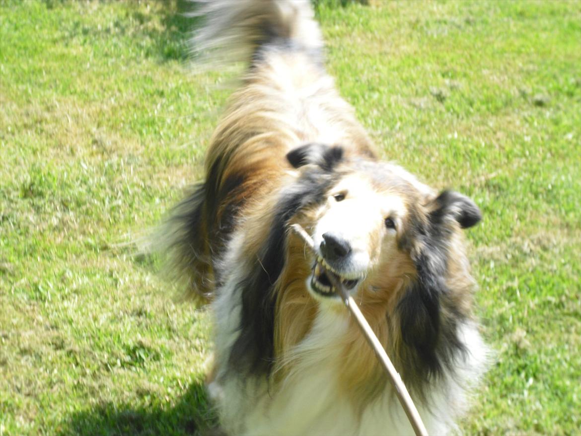 Collie langhåret Murphy billede 7