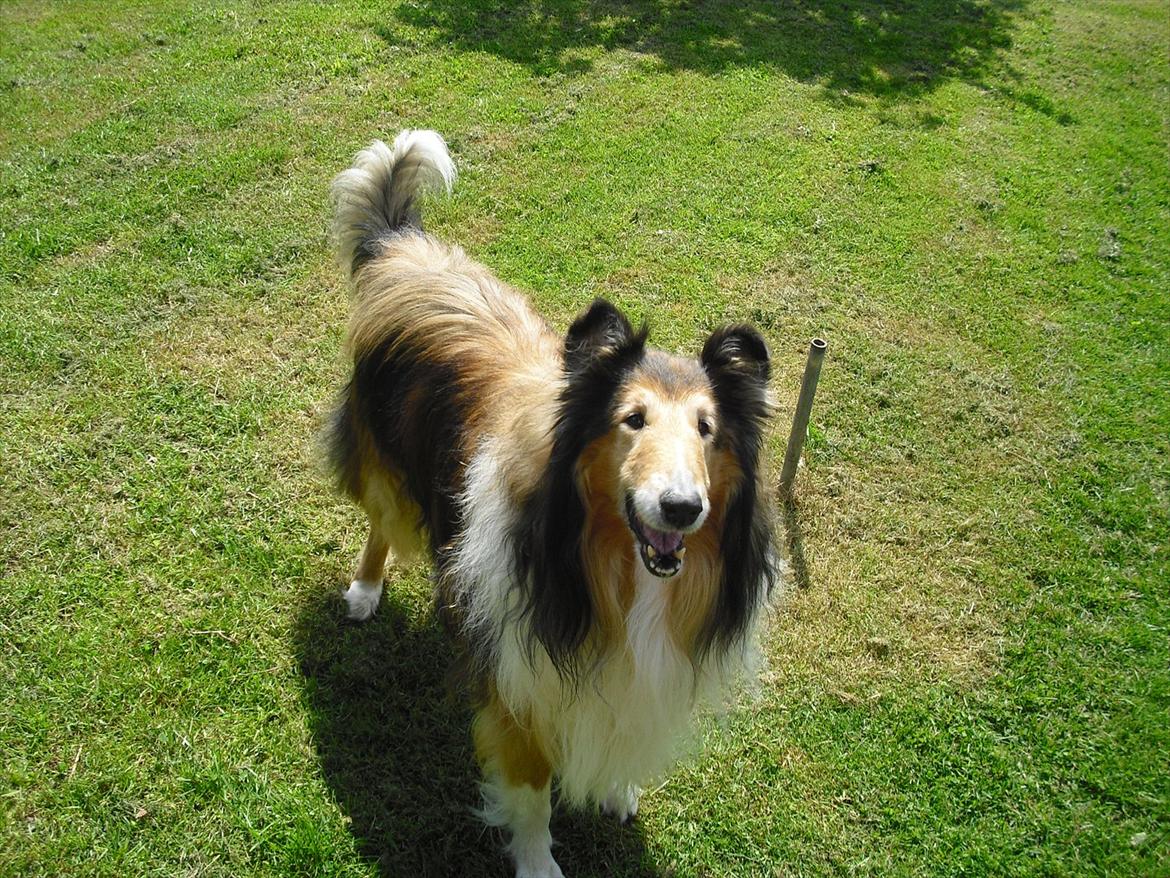 Collie langhåret Murphy billede 8