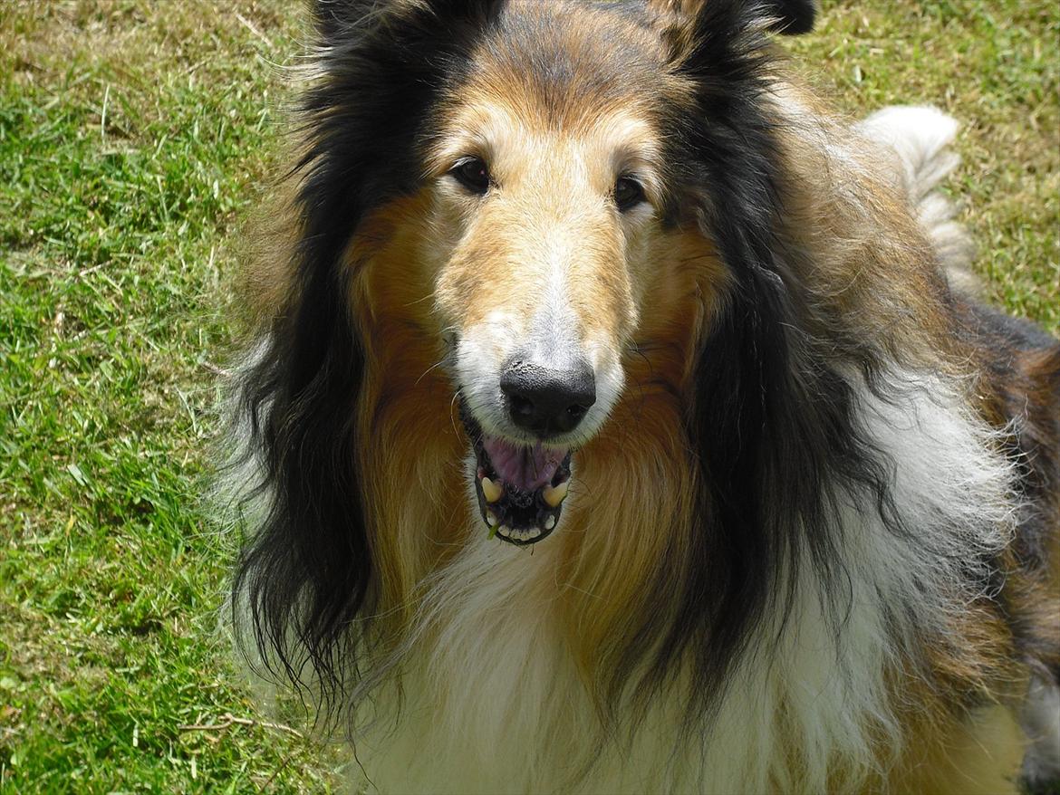 Collie langhåret Murphy billede 9