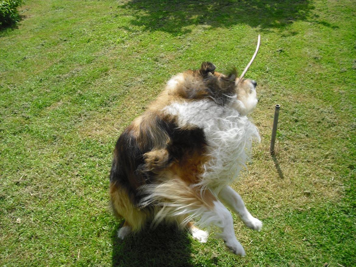 Collie langhåret Murphy billede 10