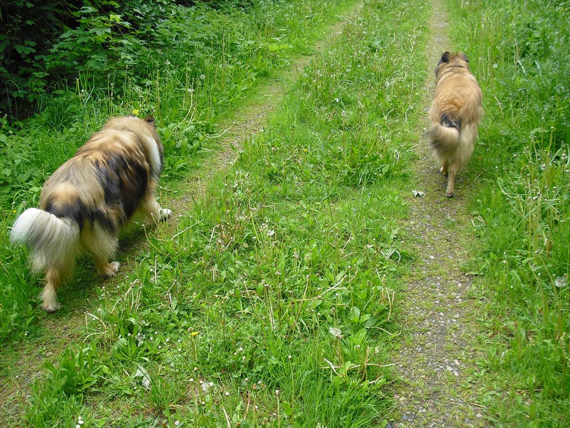 Collie langhåret Murphy billede 11