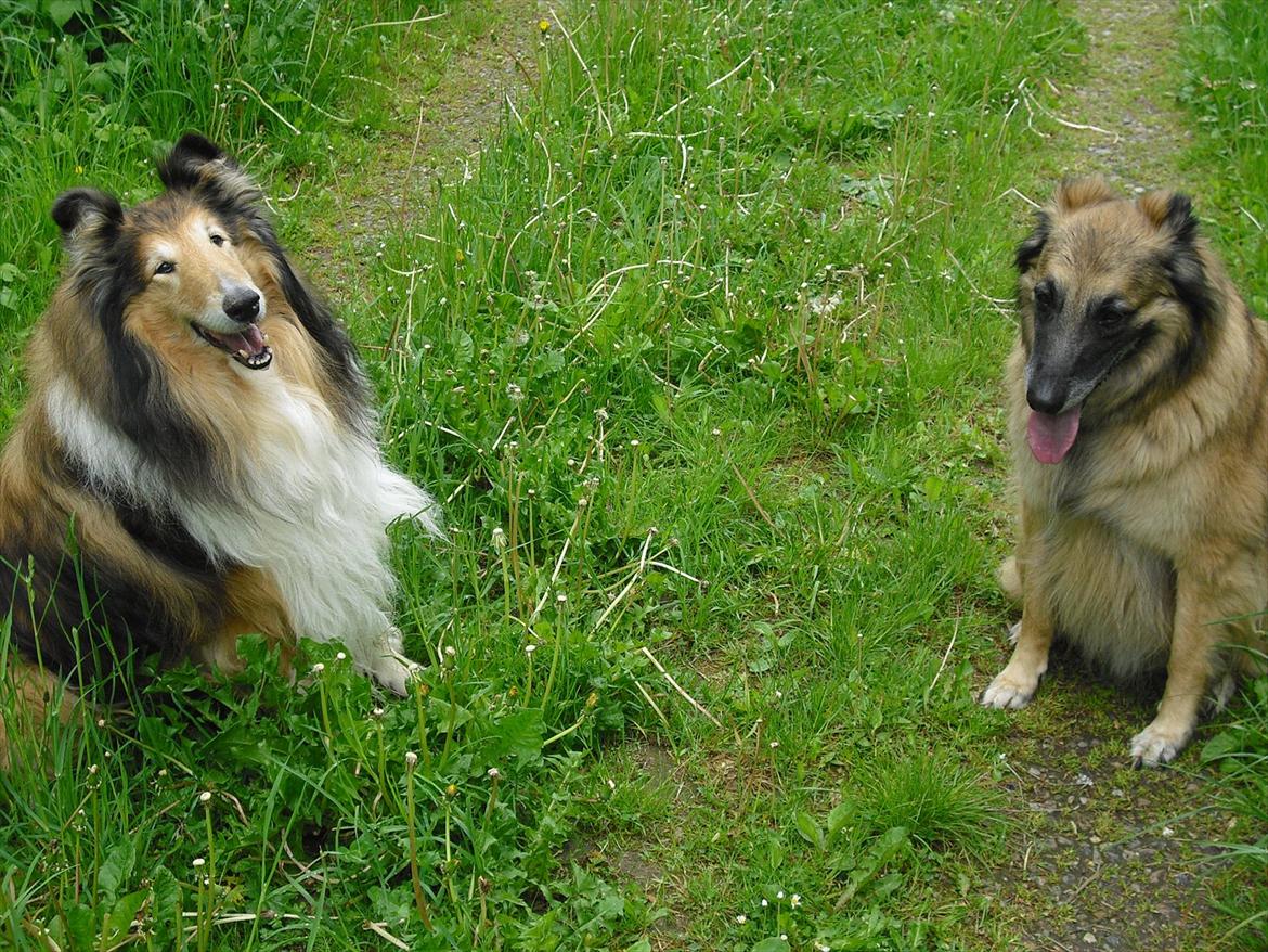 Collie langhåret Murphy billede 12