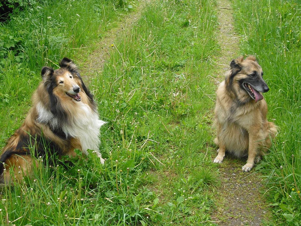 Collie langhåret Murphy billede 13