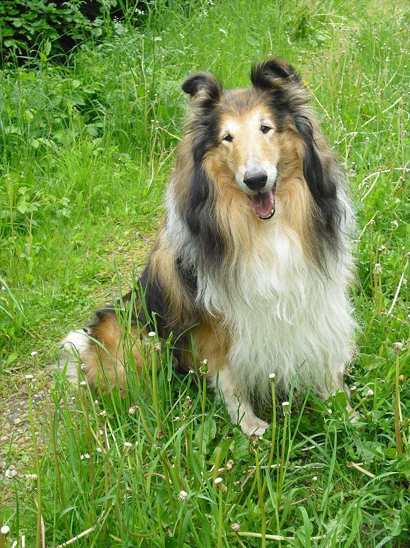 Collie langhåret Murphy billede 14
