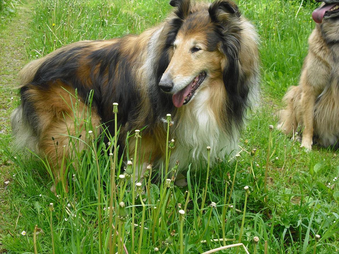 Collie langhåret Murphy billede 15