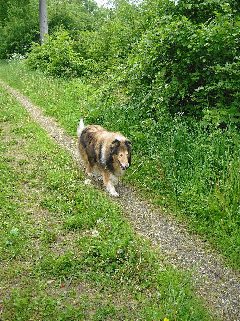 Collie langhåret Murphy billede 16