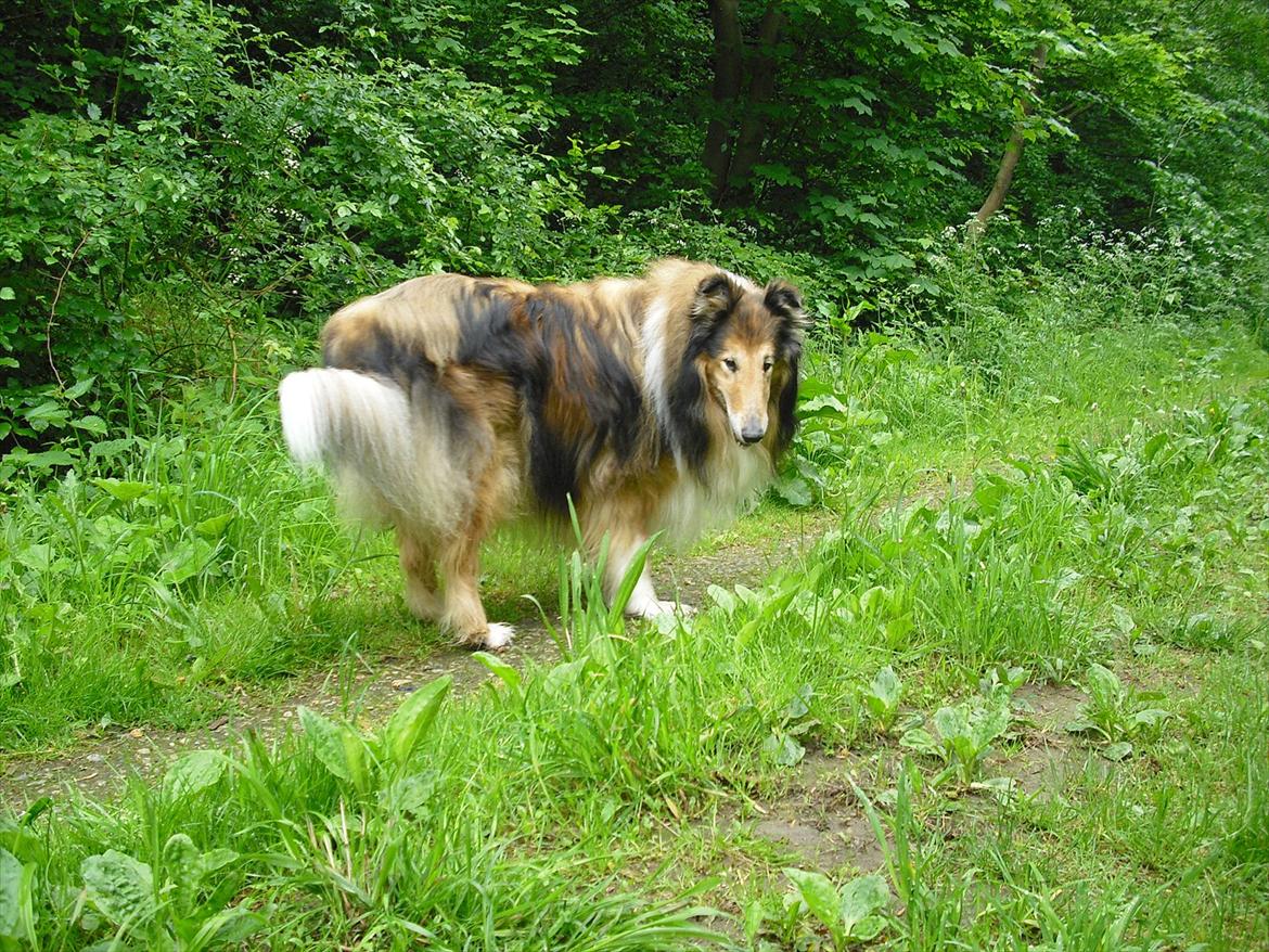 Collie langhåret Murphy billede 17