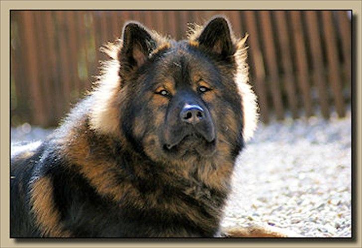 Eurasier Alfons<3 billede 19