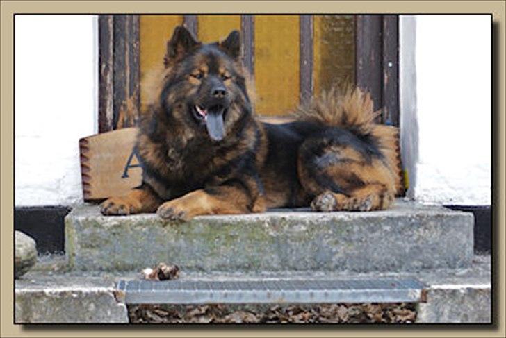 Eurasier Alfons<3 billede 20