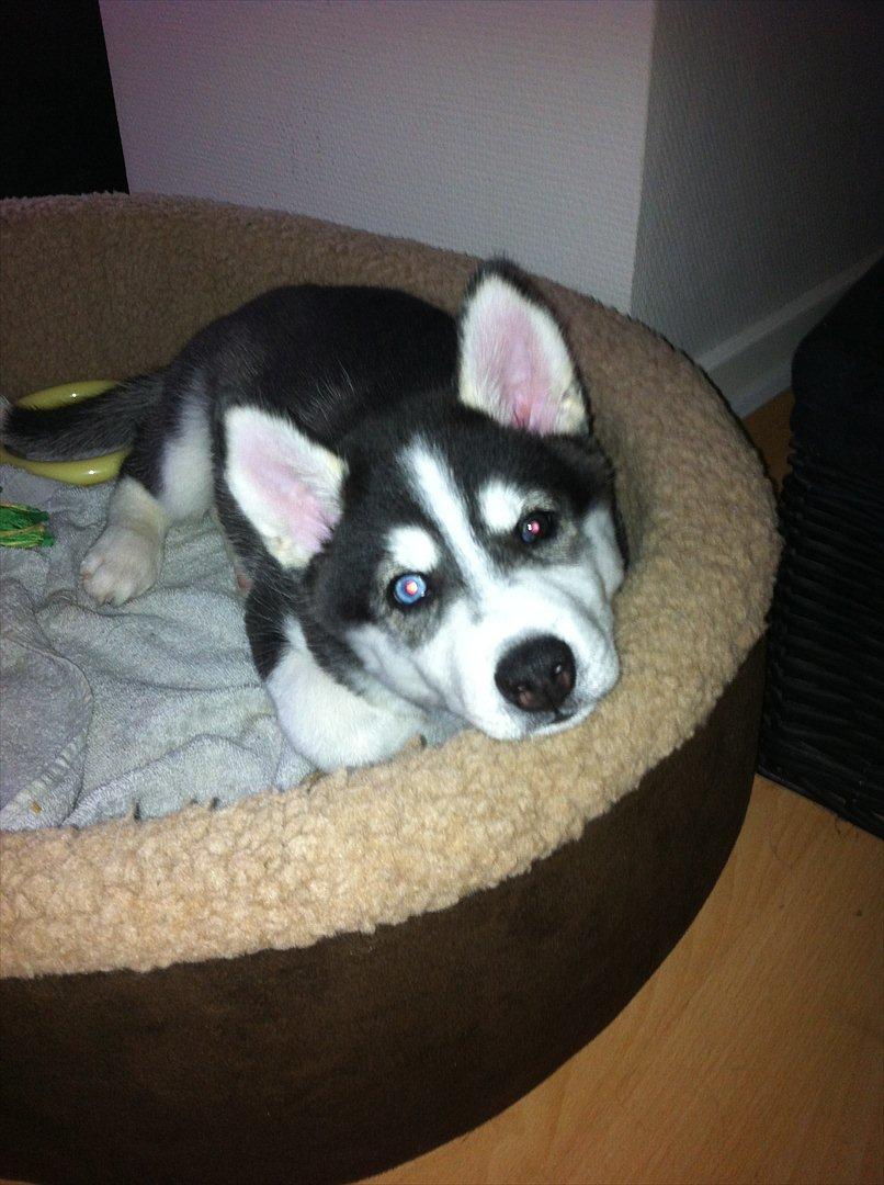 Siberian husky Sov sødt lille Noah <3 R.I.P billede 4
