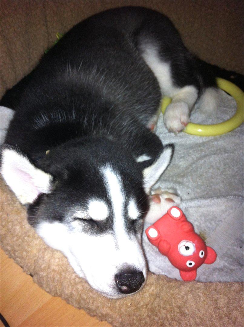 Siberian husky Sov sødt lille Noah <3 R.I.P billede 6