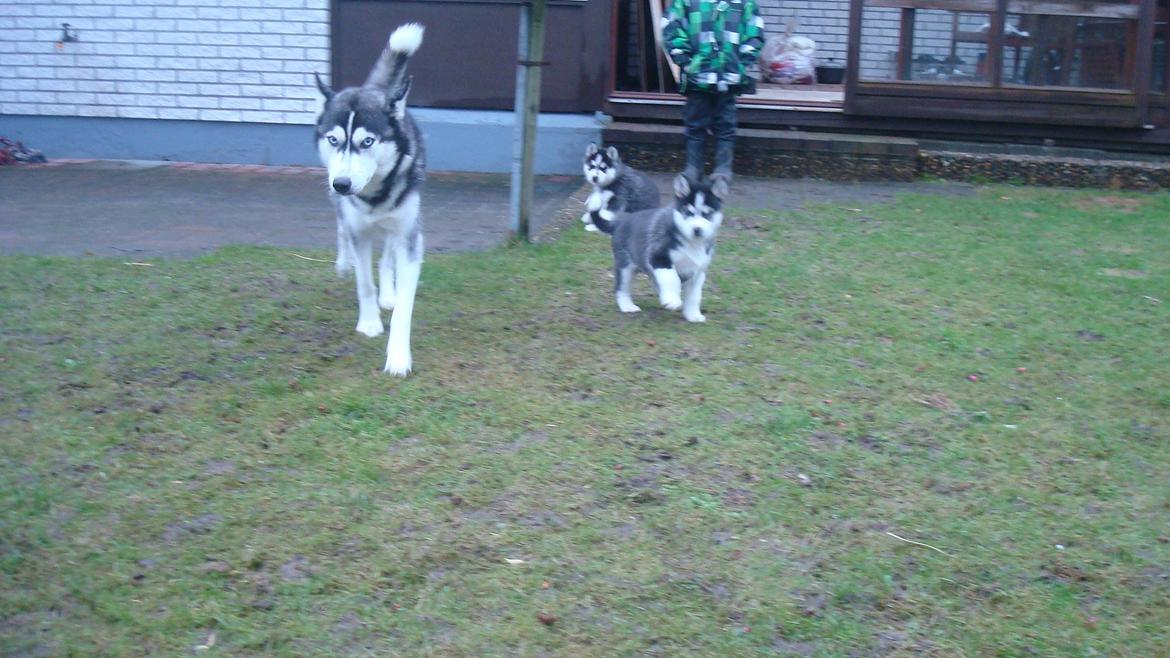 Siberian husky Sov sødt lille Noah <3 R.I.P - Noah sammen med hans mor saia (: billede 7