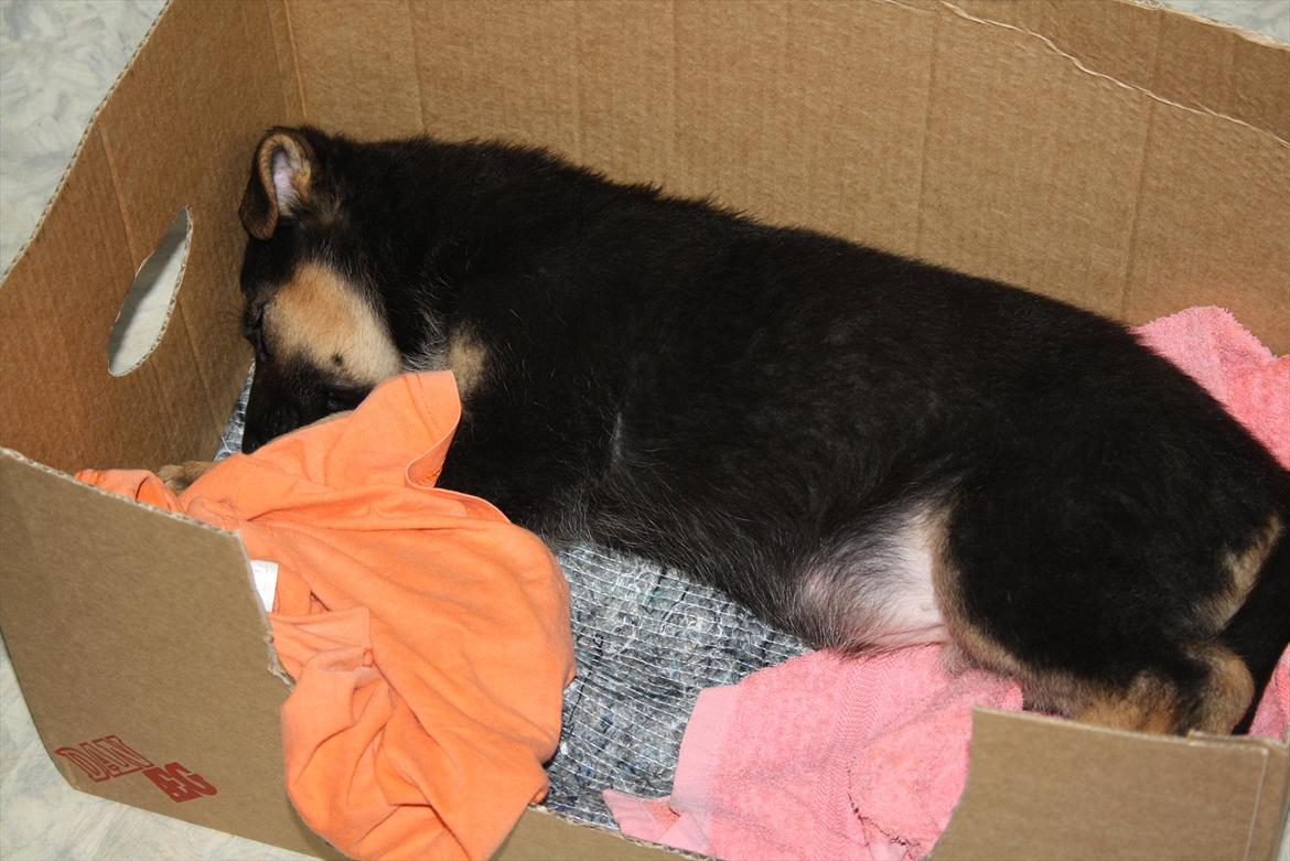 Schæferhund | Coco - Coco sover - 22/1-2012. | Foto: Monica Høgh billede 4