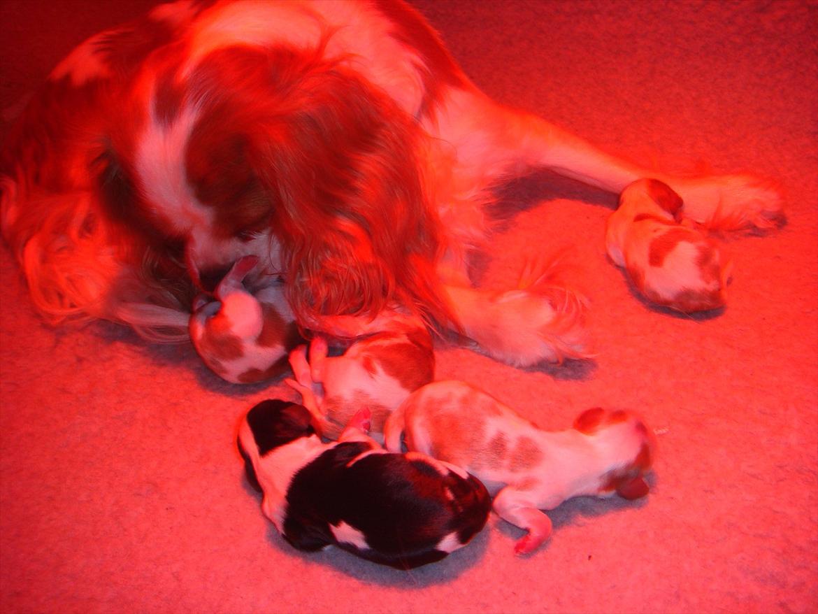 Cavalier king charles spaniel Emma - Lørdag d,21-1-2012  fik Emma sine hvalpe  billede 10