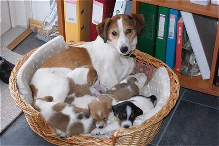 Dansk svensk gaardhund Miley - Ligger sammen med mod og mine brødre billede 18