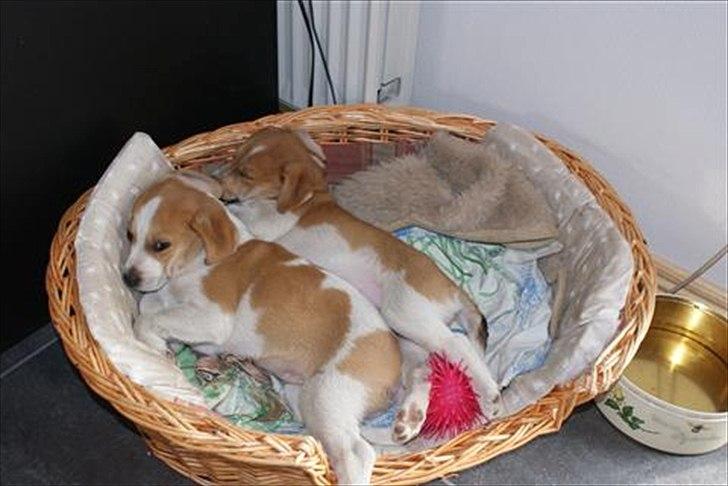 Dansk svensk gaardhund Miley - Tager lige en lille lur, sammen med min lillebror billede 20