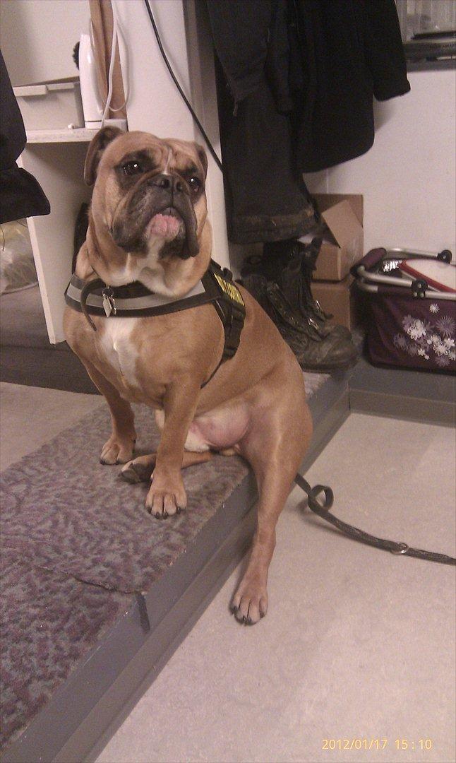 Olde english bulldogge Hummer (som bilen) billede 1