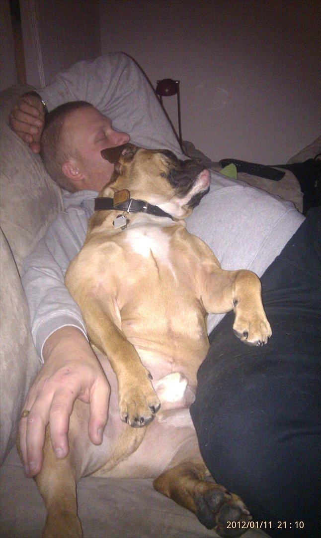 Olde english bulldogge Hummer (som bilen) billede 2