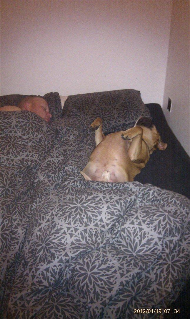 Olde english bulldogge Hummer (som bilen) billede 3