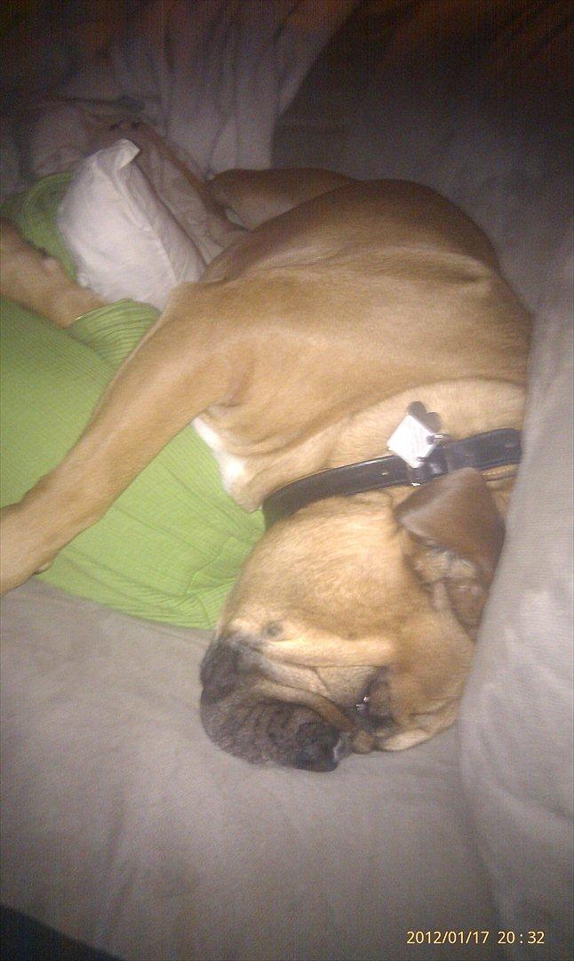 Olde english bulldogge Hummer (som bilen) billede 4