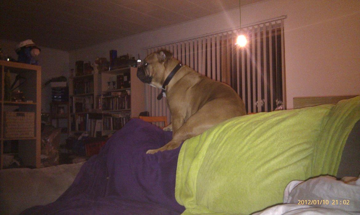 Olde english bulldogge Hummer (som bilen) billede 5