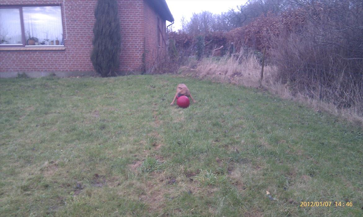 Olde english bulldogge Hummer (som bilen) billede 6