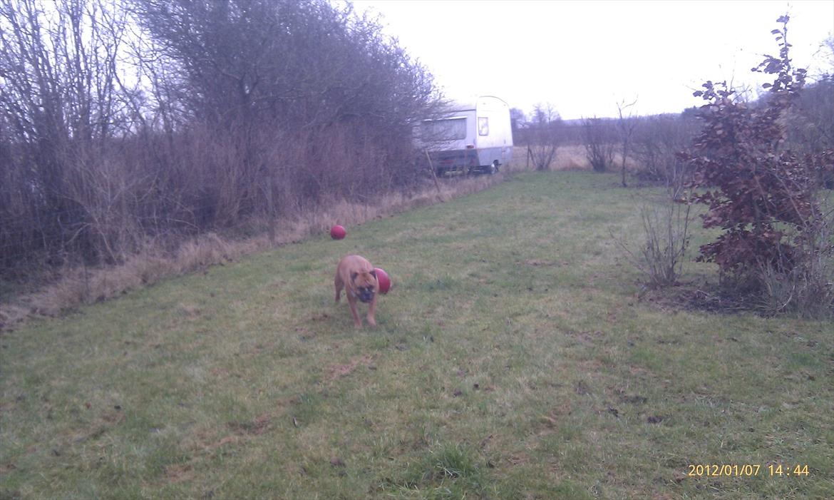 Olde english bulldogge Hummer (som bilen) billede 7