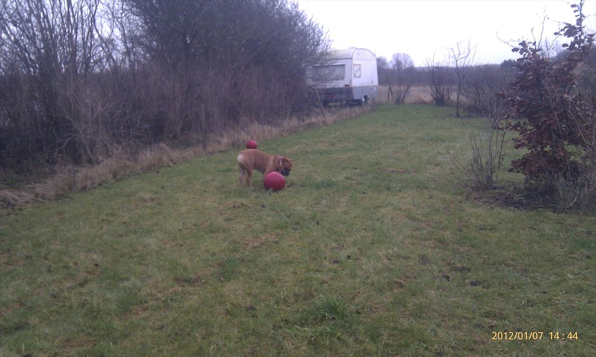 Olde english bulldogge Hummer (som bilen) billede 8