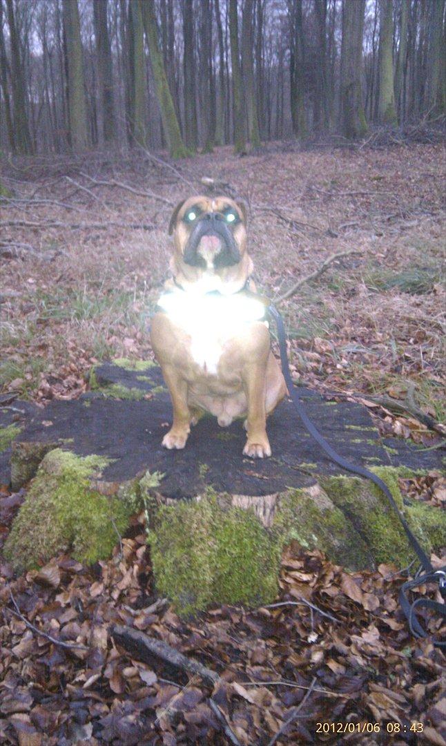 Olde english bulldogge Hummer (som bilen) billede 9