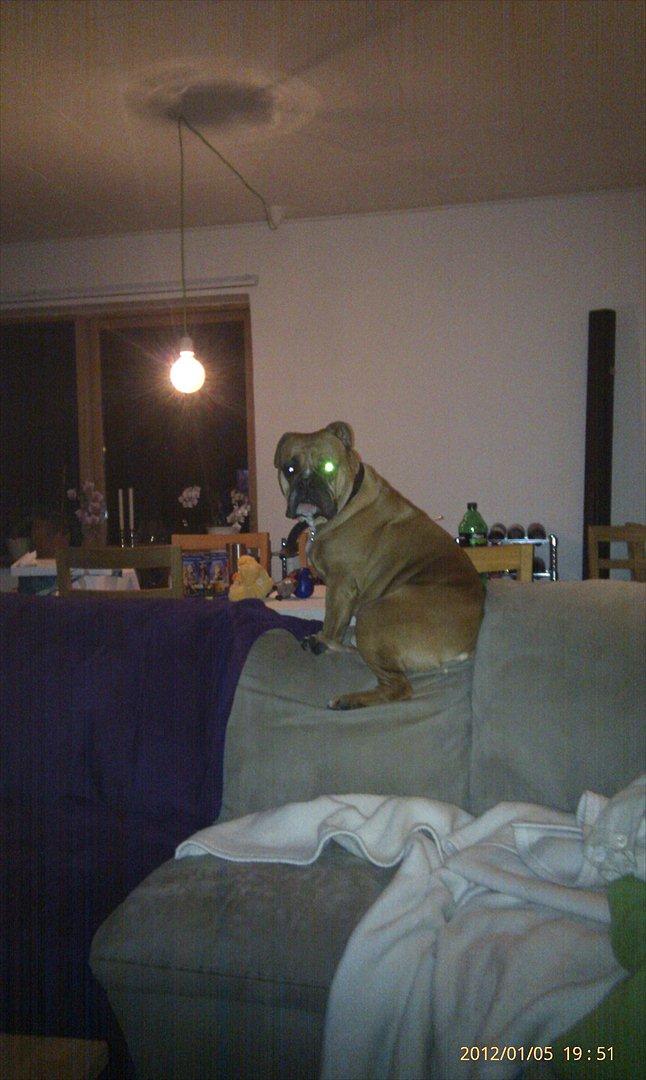 Olde english bulldogge Hummer (som bilen) billede 10