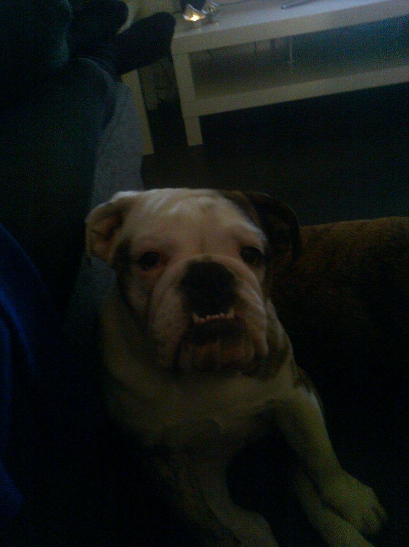 Engelsk bulldog *Bodil* - Bodil aKa Hugtand <3 billede 8