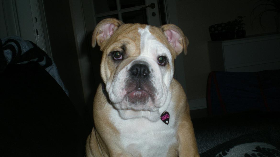 Engelsk bulldog Karla von go go - Er jeg ikke dejlig?? billede 9