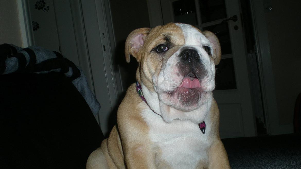 Engelsk bulldog Karla von go go - Lækkermås... billede 10