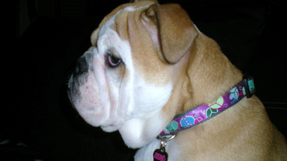 Engelsk bulldog Karla von go go - dobbelthager??? nej det er bare hud til at vokse i.. billede 11