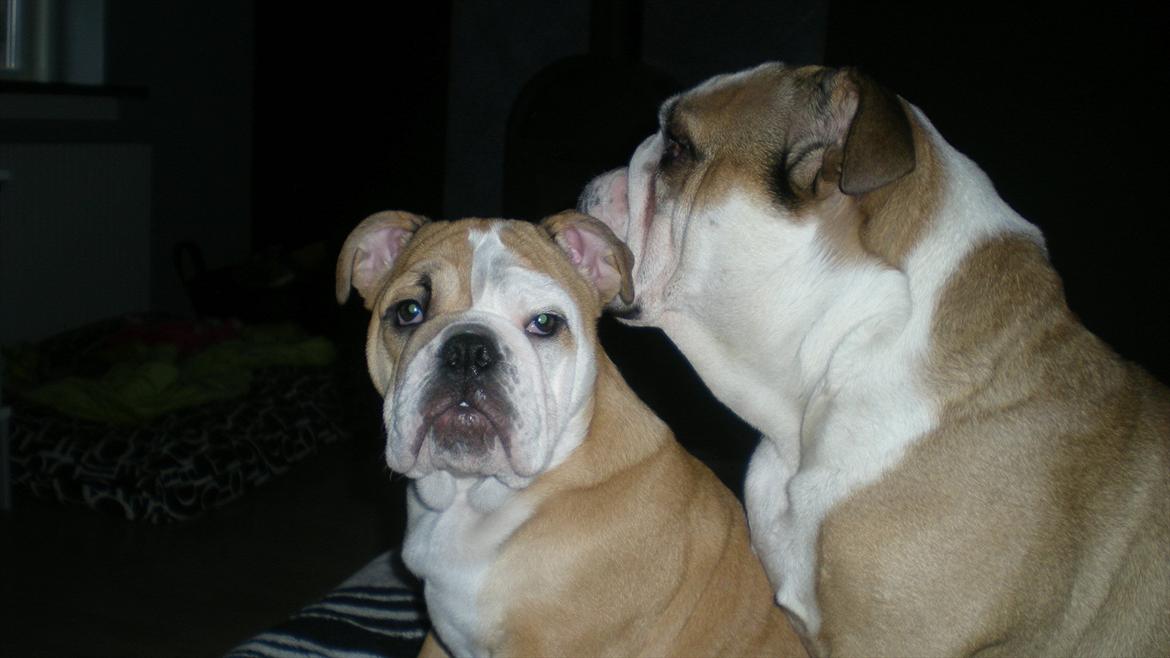 Engelsk bulldog Karla von go go - Hovedepude kan jeg også bruges til billede 12