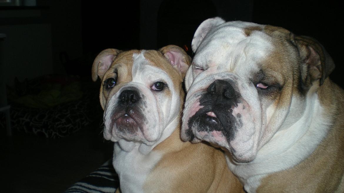 Engelsk bulldog Karla von go go billede 13