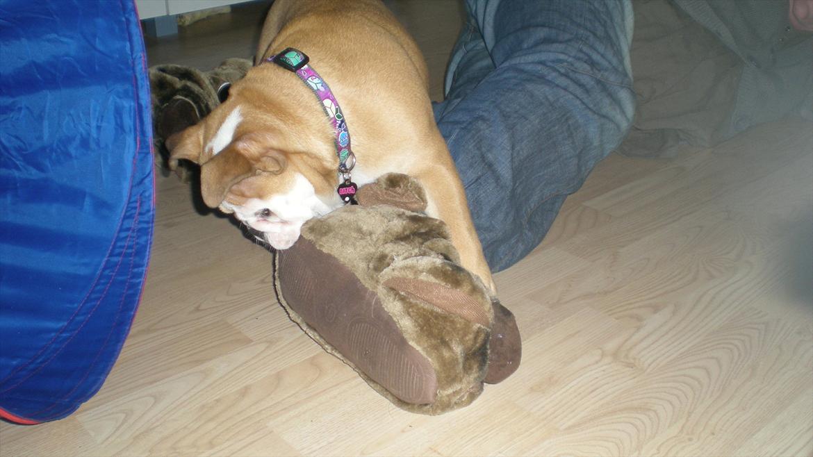 Engelsk bulldog Karla von go go - jeg nedlægger den dumme bulldog sutsko billede 14