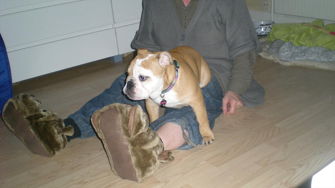Engelsk bulldog Karla von go go - Hmm...der er åbentbart 2 sko.. billede 15